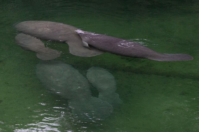 St. Johns River Cruise – Blue Spring State Park