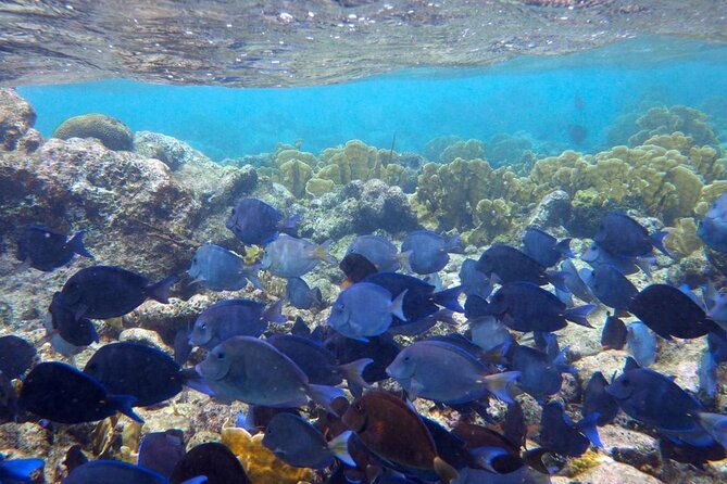 Stingray City Sandbar, Coral Gardens and 7-Mile Beach Tour