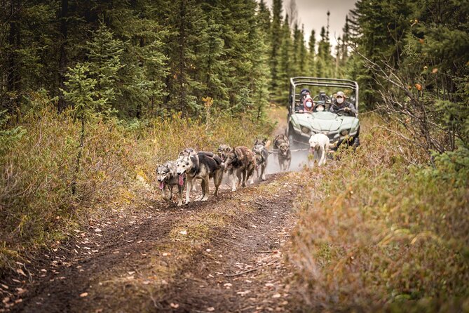 Summer Mushing Cart Ride & Kennel Tour