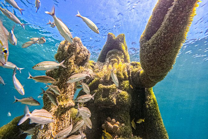Suncay Sunken Sculpture Snorkel & Iguana Encounter With Lunch