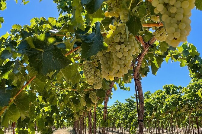 Sunset Among Vineyards With Tasting in Alicante (Min 6-12 People) - Traveler Photos Showcase Experience