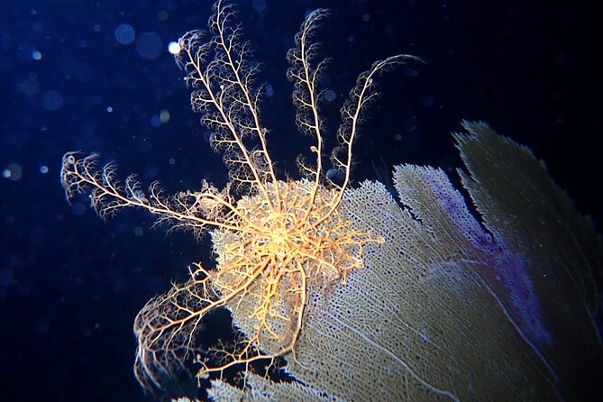 Sunset on the Water + Night Snorkeling With Guide in St. Thomas - Overview of the Activity