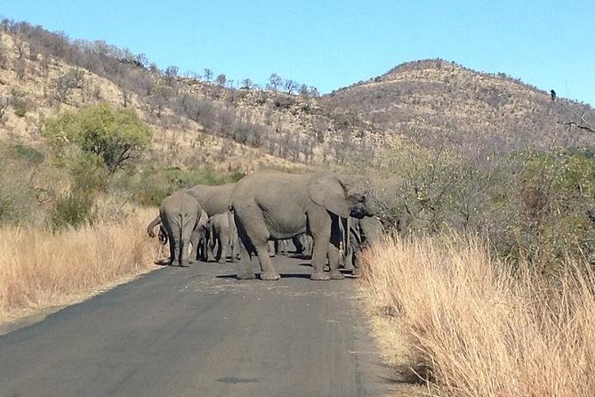 Sunset Safari With Open Top Vehicle in Pilanesberg National Park