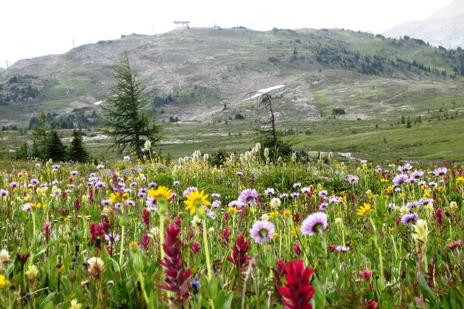 Sunshine Meadows Vistas - Guided Hike (Easy) - Tour Overview