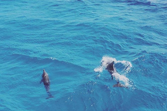 Swimming Close to Wild Dolphins From Hurghada