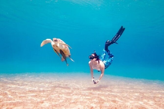 Swimming With Turtles & Dugong at Marsa Mubarak From Port Ghalib