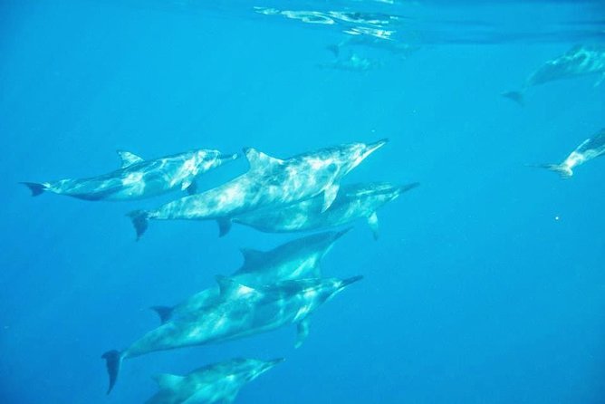 Swimming With Wild Dolphins & Whale Watching With Transportation