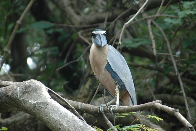 Tamarindo Wildlife Estuary Boat Ride Tour 2 Hours