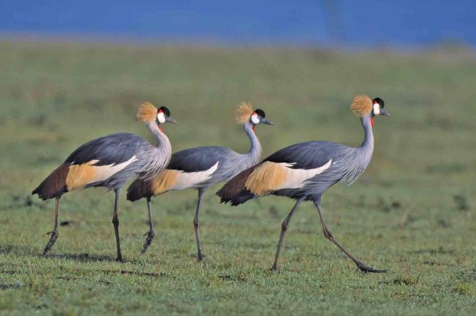 Tanzania 4 Days 3 Nights Budget Camping Safari to Serengeti and Ngorongoro