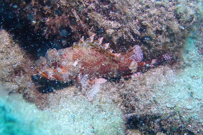 Tenerife Diving Course for Beginners With Two Dives