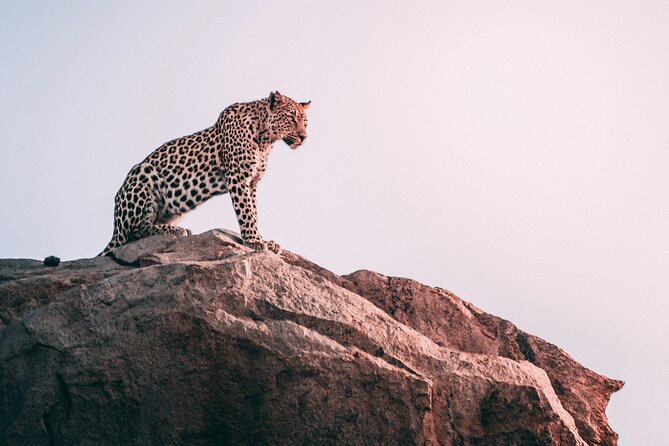 The Best 2-Days 1-night Tanzania Budget Group Joining Safari Tour - Overview of the Safari Tour