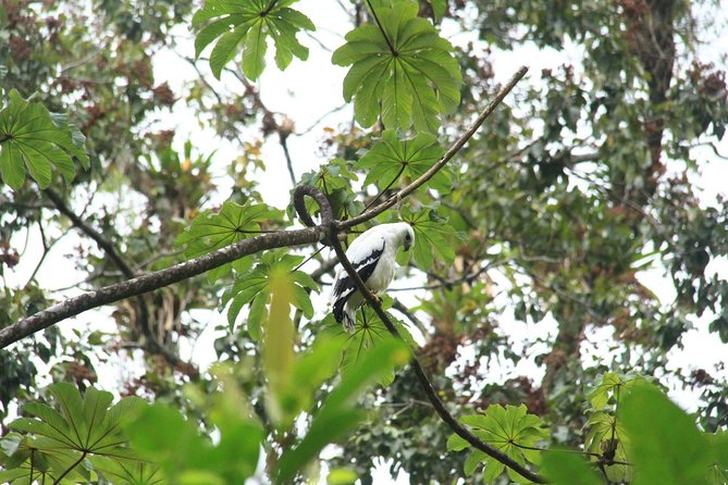 The Best Birdwatching Tour Around The Arenal Volcano
