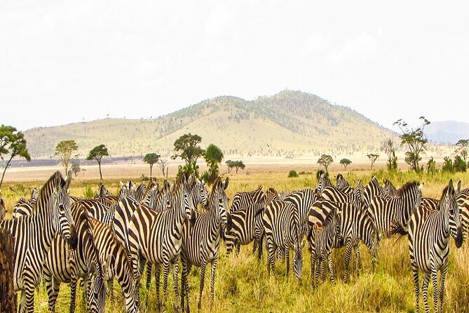 The Ultimate Guide for 2-Day Tanzania Safari From Mwanza - Safari Overview