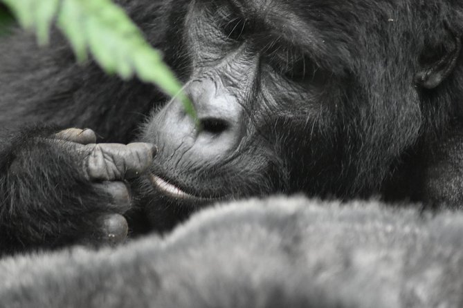 Three Days Gorilla Safaris In Uganda