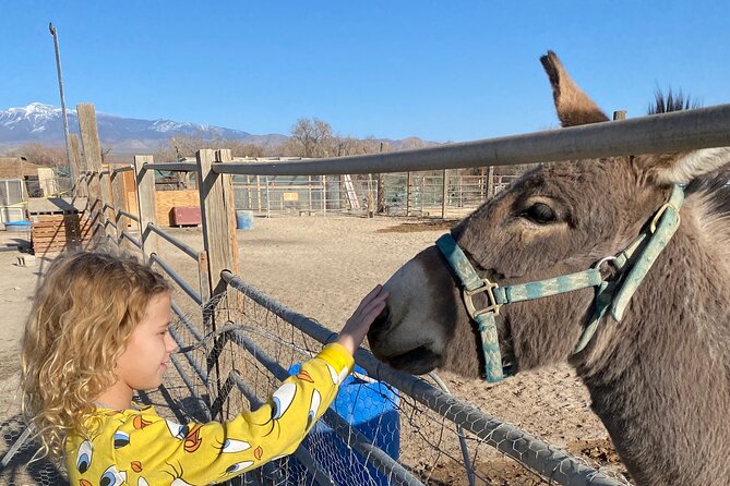 Tickets to Nature Health Farms Petting Zoo, Antique Store & Hemp Farm in Pahrump - Animal Attractions at the Petting Zoo