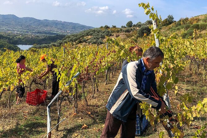 Tirana: Wine Tasting & Vineyards Escape