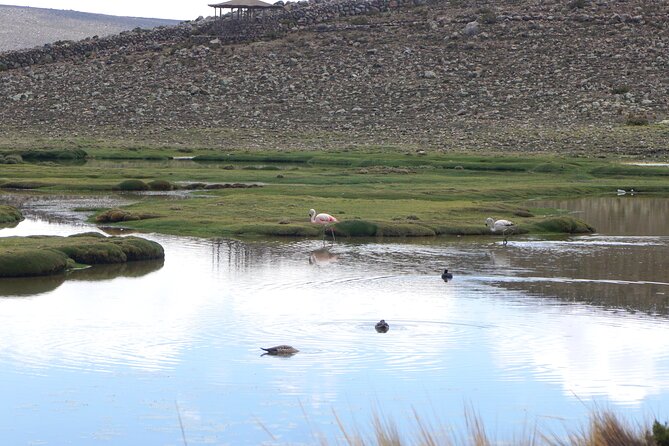 Tour Colca Canyon and Valley of the Volcanoes 3Days