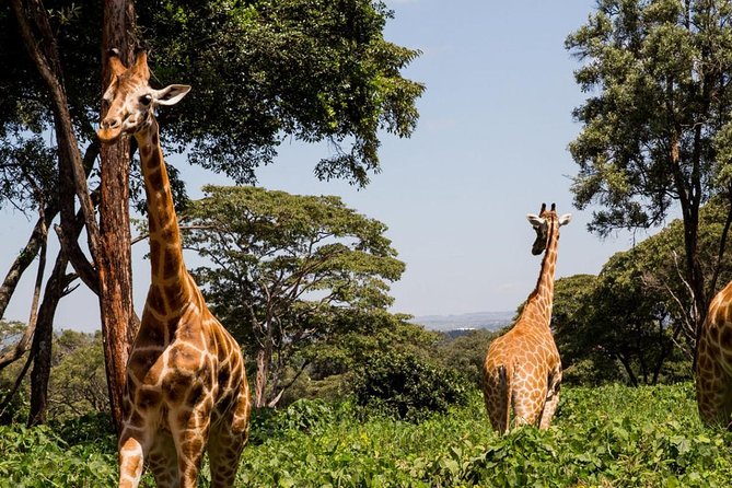 Tour Giraffe Center,Karen Blixen and Lunch Carnivore Restaurant - Overview of the Tour