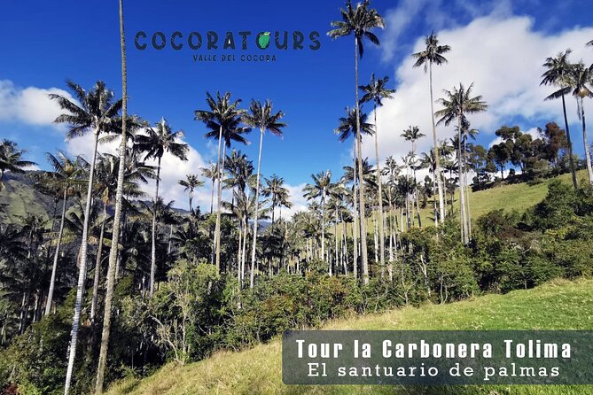 Tour La Carbonera. a Large Forest of Wax Palms