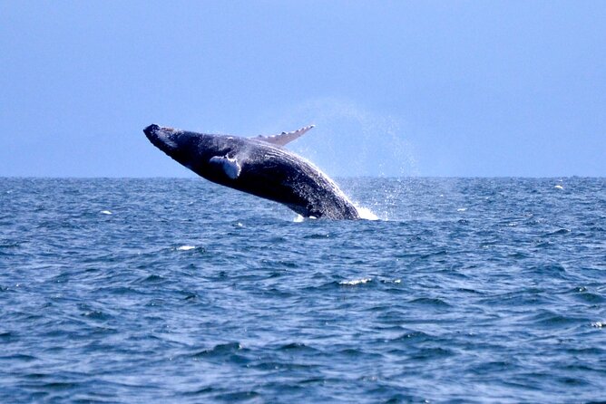 Tour With Whale Watching in Samaná, Beach and Waterfall
