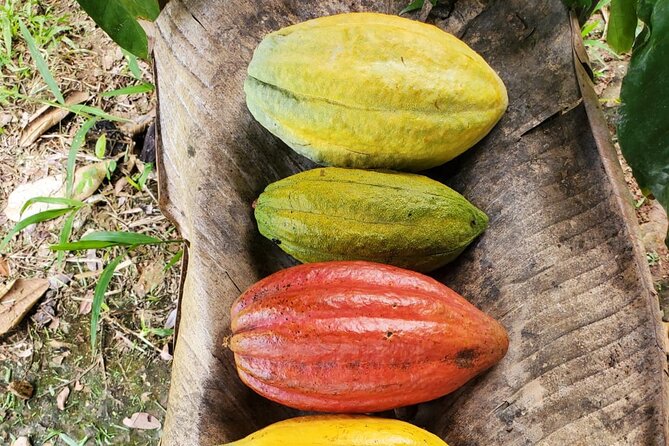 Traditional Chocolate Making in Belize