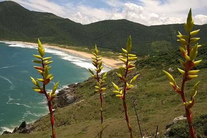 Trail Through Lagoinha Do Leste in Florianopolis