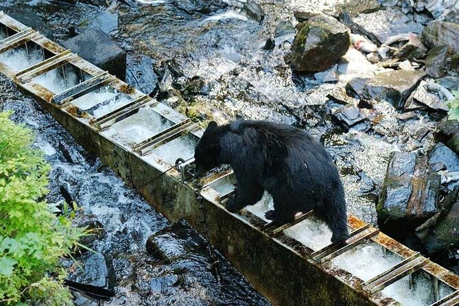 Traitors Cove Bear Viewing in Ketchikan, Alaska