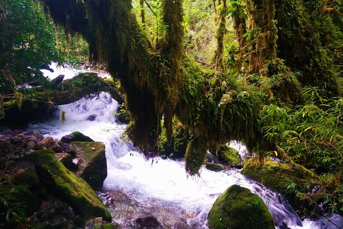 Trekking Alerce Andino National Park