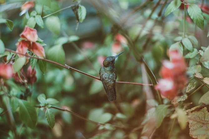 Trinidad Nature & Hummingbird Experience