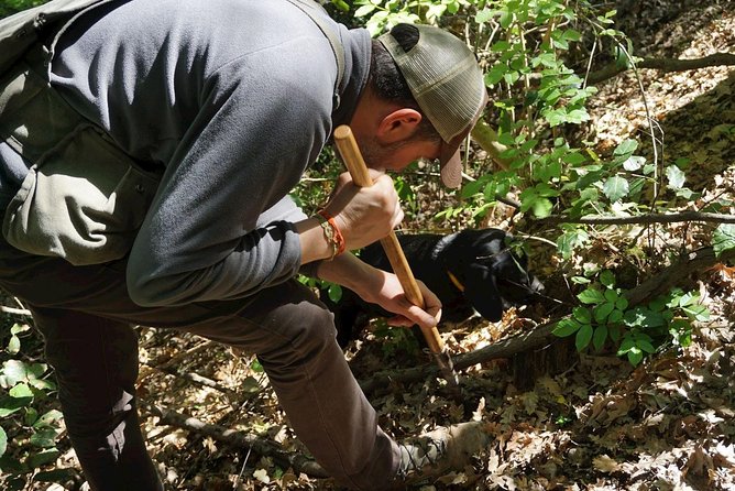 Truffle Hunting With Wine Tasting in Chianti