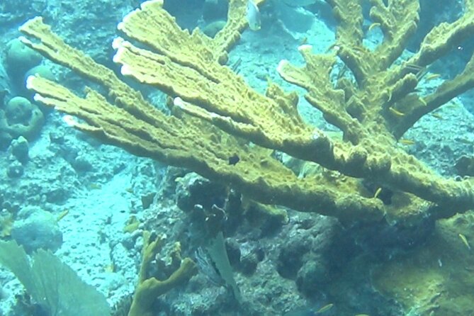 TUGBOAT Snorkeling Trip - Inclusions and Amenities