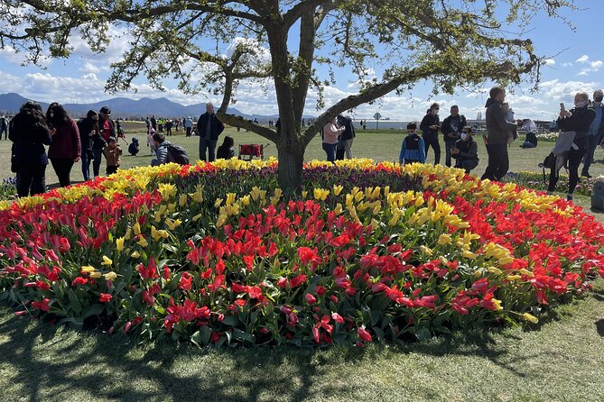 Tulip Festival in Skagit Valley Tour From Seattle