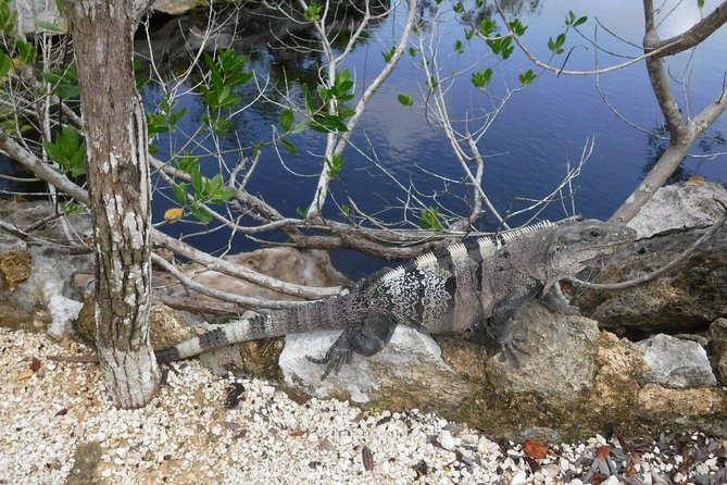 Tulum Adventure (Private, Full Day) - Highlights of the Tour