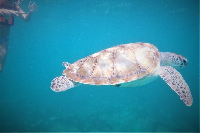 Tulum Ruins Swim With Turtles in Akumal and Cenote