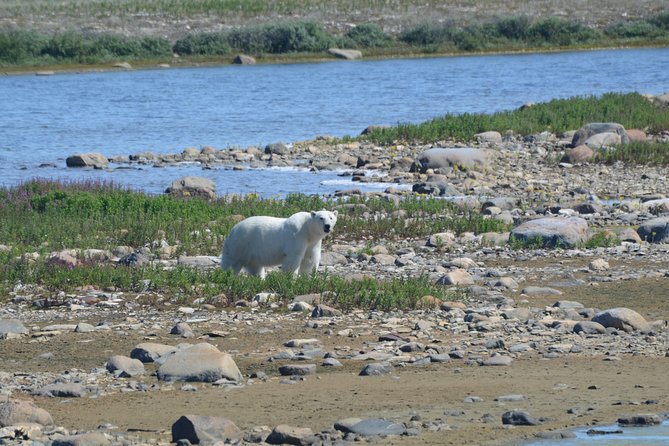 Tundra Buggy Summer Day Tours