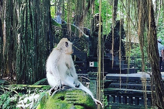 Ubud Iconic Waterfall and Temple Tours