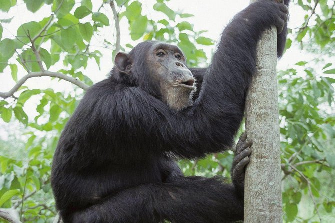 Uganda 4 Days Gorilla Trekking