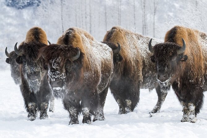 Ultimate Anchorage Winter Wildlife & Sunset Tour
