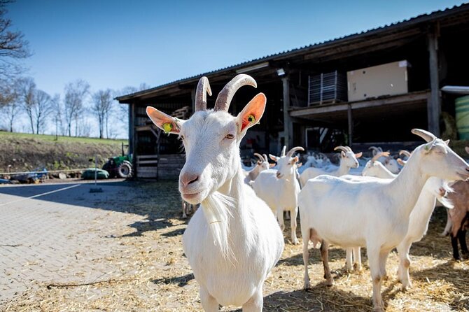 Up Close From Goat to Cheese at the Vulkanhof in Gillenfeld