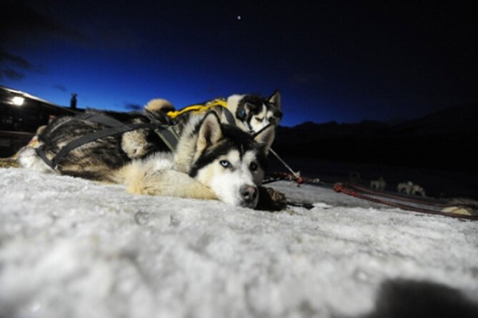 Ushuaia: Snow & Fire: Dog Sled and Snowshow By Night - Activity Overview