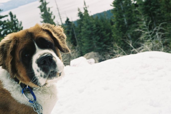 UTV or Snow Mobile & Snowshoe Winter Adventures From Reno
