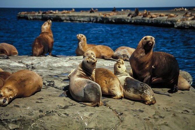 Valdés Peninsula – Full Day Excursion