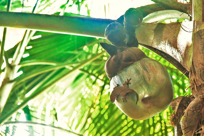 Vallee De Mai Tour (From Praslin) - Tour Overview