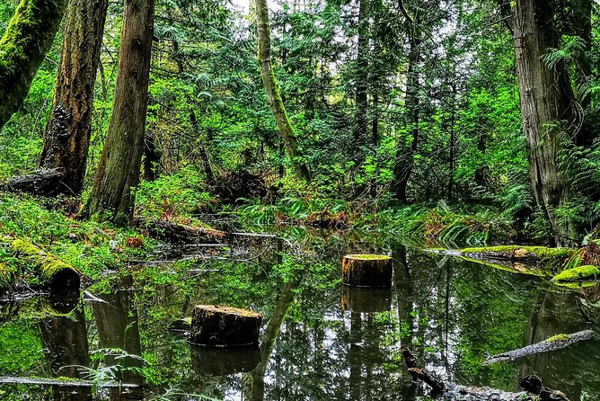 Vancouver Island Rainforest Guided Hike With Private Guide - Overview
