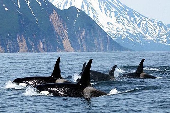 Vancouver Whale Watching Adventure With City Tour - Tour Overview