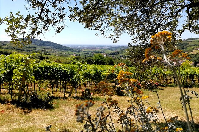 Verona – Cellar Tour and Tasting of NATURAL WINES