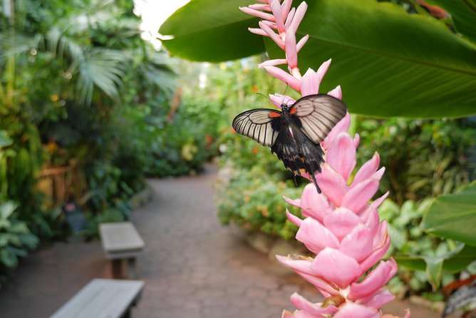 Victoria Butterfly Gardens Ticket