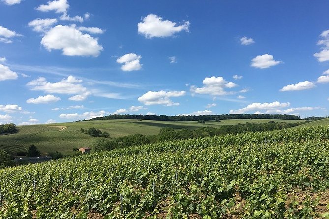 Vineyard Walking Tour & 5 Champagnes Tasting - Champagne Tasting Experience