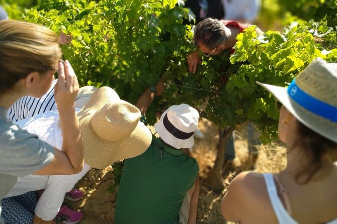 VIP Ronda Wine Tour and Tasting and Gourmet Lunch Experience With Winemaker