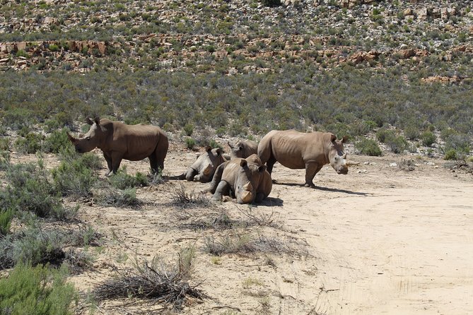 Visit African Big 5 Safari Aquila Game Reserve From Cape Town – Full Day